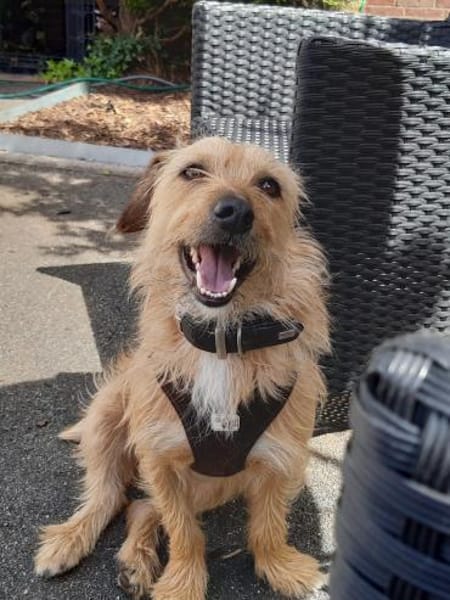 Gonzo, Frauchen schwer erkrankt