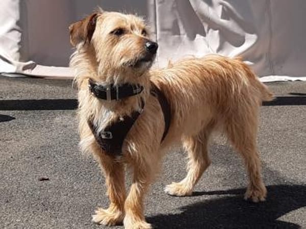 Gonzo, Frauchen schwer erkrankt