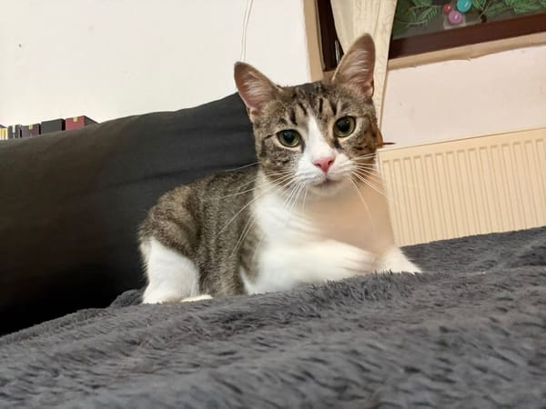 Liebes Katzenmädchen Marie 2,5 Jahre