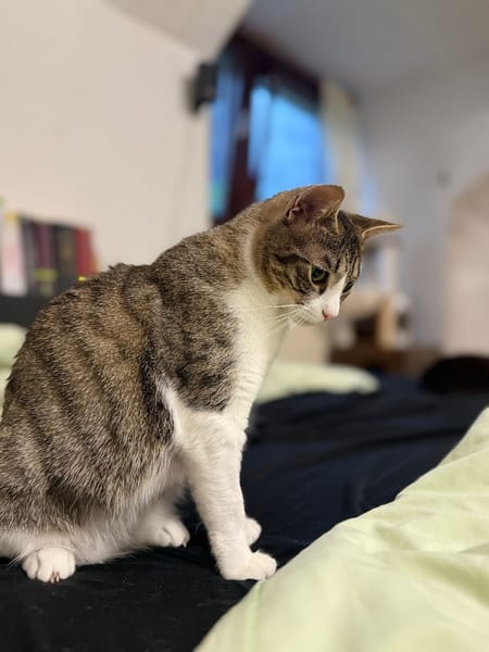 Liebes Katzenmädchen Marie 2,5 Jahre