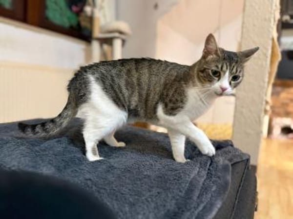 Liebes Katzenmädchen Marie 2,5 Jahre