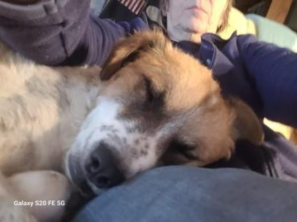 Vicky sucht ihr Für-Immer-Zuhause! 💖🐾