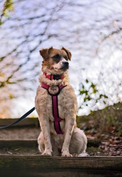 Vicky sucht ihr Für-Immer-Zuhause! 💖🐾