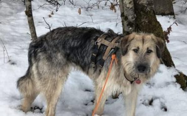 Zuhause gesucht für Cornel