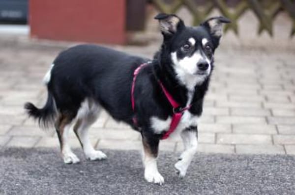 JESSYMAUS - süßer, kleiner Spatz