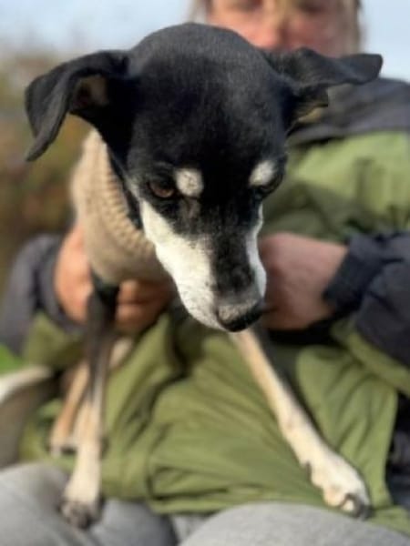 Pinscher-Mix COOKIE sucht ein Zuhause