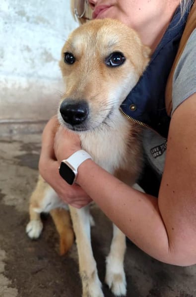 Schüchterne, tolle Suri sucht Erfahrene