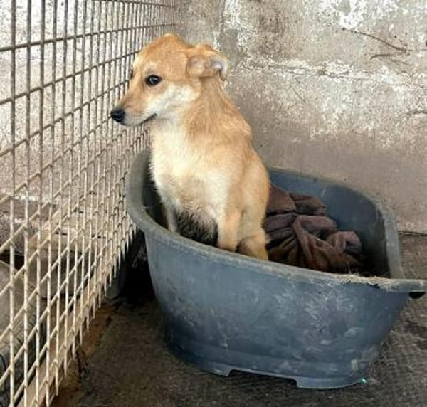 Schüchterne, tolle Suri sucht Erfahrene