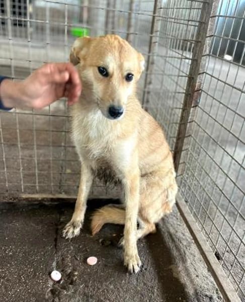 Schüchterne, tolle Suri sucht Erfahrene