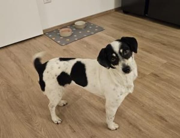 PIPA -bezaubernde kleine Hündin-