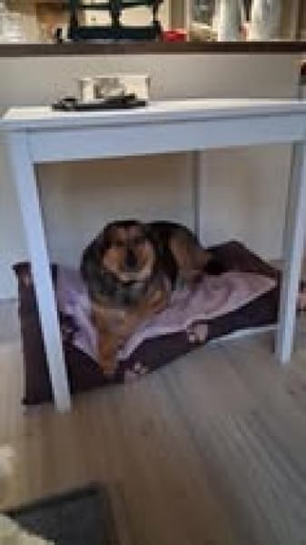 💕Mala💕 sucht ihre Familie 🐾❤