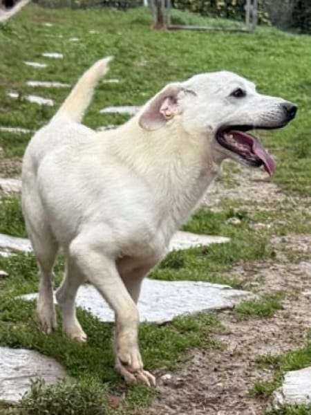 Ein Zuhause für den süßen IVORY