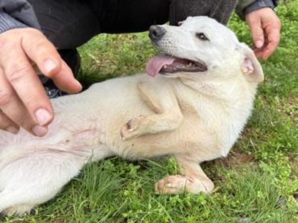 Ein Zuhause für den süßen IVORY