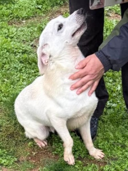 Ein Zuhause für den süßen IVORY