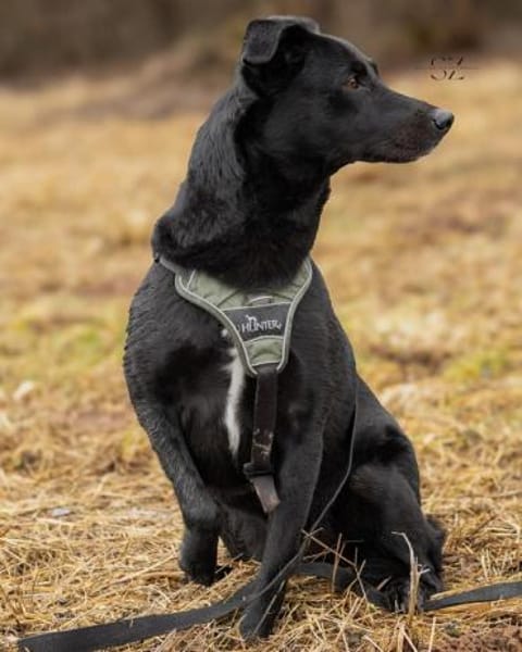 Raja - die Herzensbrecherin 💕