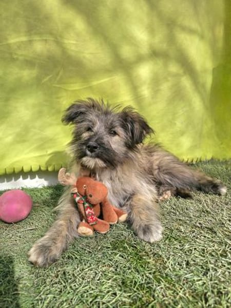 CHISPA ❤ ein Schatz, Pflegefam Kevelaer