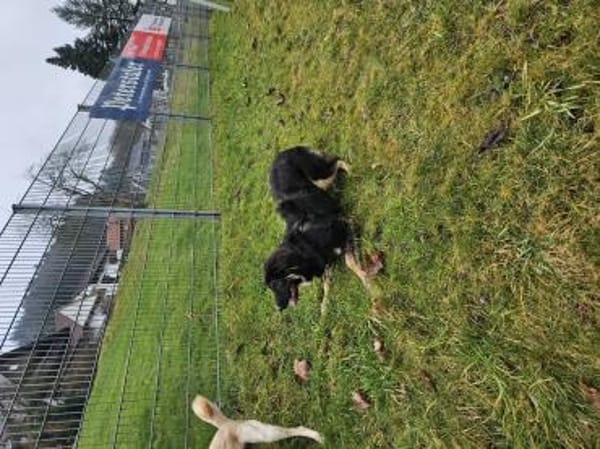 Liebe Hütehundmixhündin sucht dringend!