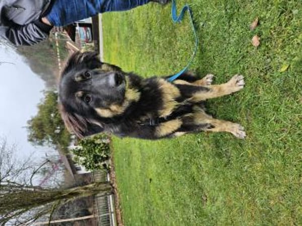 Liebe Hütehundmixhündin sucht dringend!