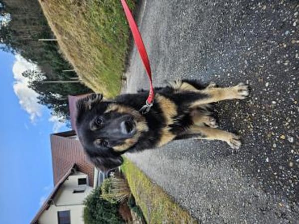 Liebe Hütehundmixhündin sucht dringend!