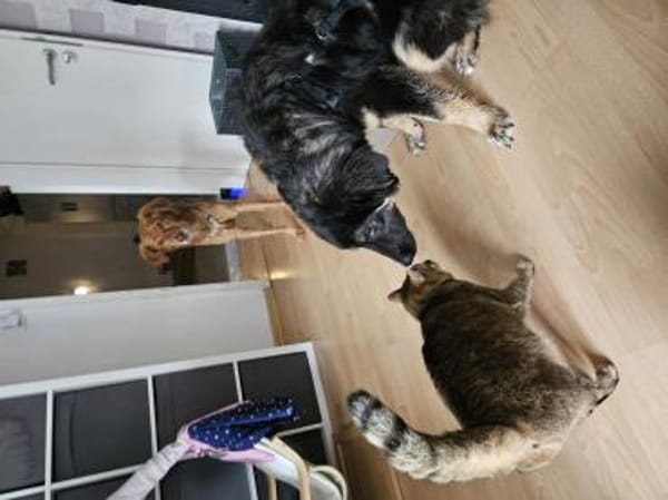 Liebe Hütehundmixhündin sucht dringend!