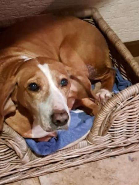 Blue sucht ihre Menschen ❤🐾❤