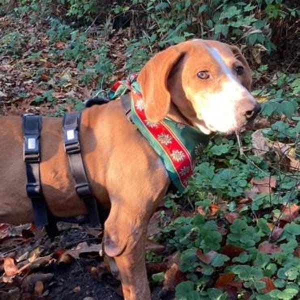 Blue sucht ihre Menschen ❤🐾❤