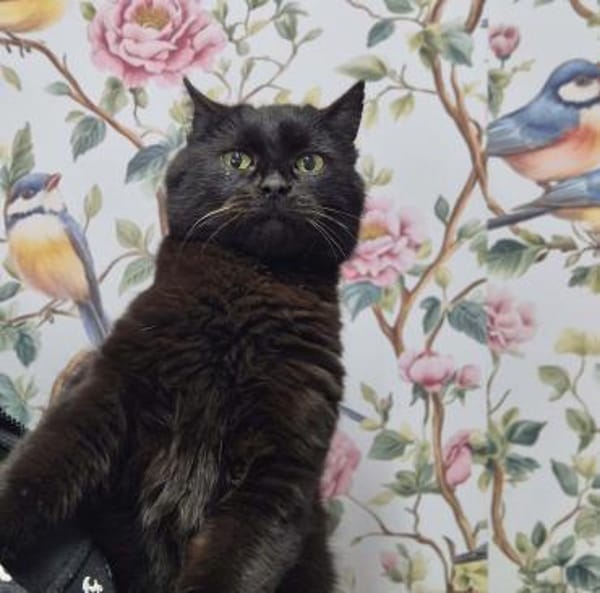 Süße Miss Marple 8 J. sucht Sofa