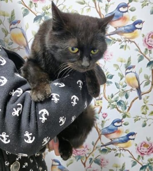 Süße Miss Marple 8 J. sucht Sofa