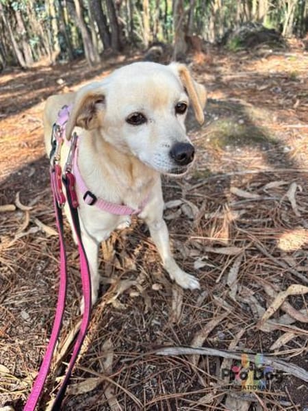 Linny auf Pflegestelle