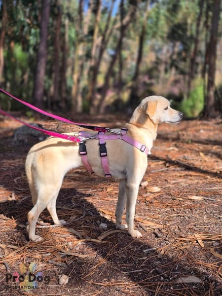 Linny auf Pflegestelle