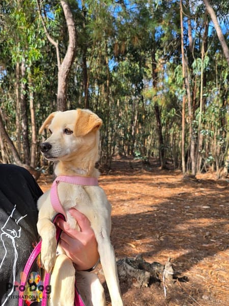 Linny auf Pflegestelle