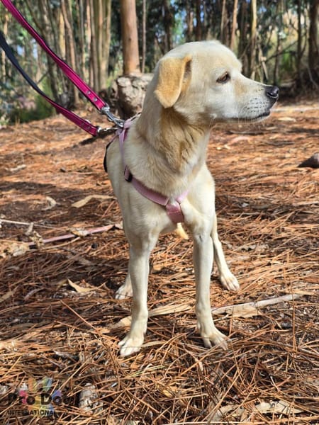 Linny auf Pflegestelle