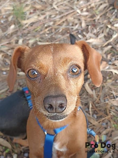 Emma auf Pflegestelle