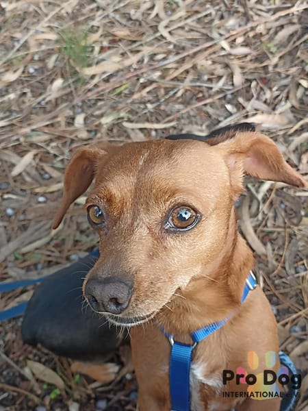 Emma auf Pflegestelle