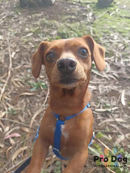 Emma auf Pflegestelle