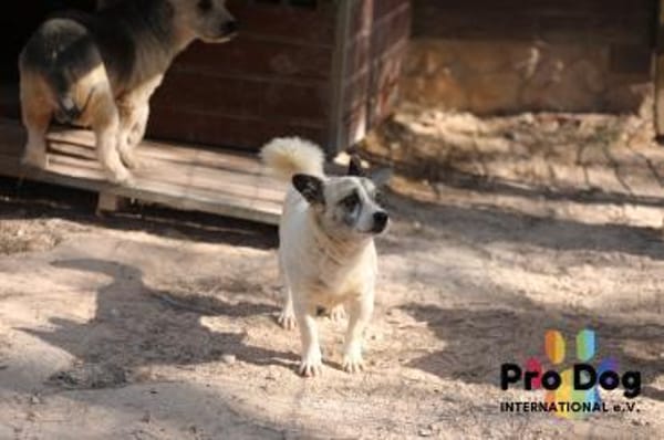 Tilda auf Pflegestelle