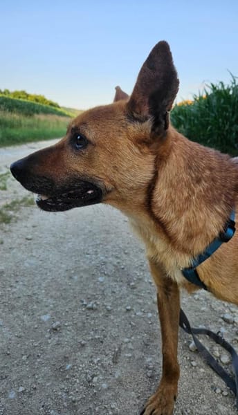 Deine neue Gefährtin