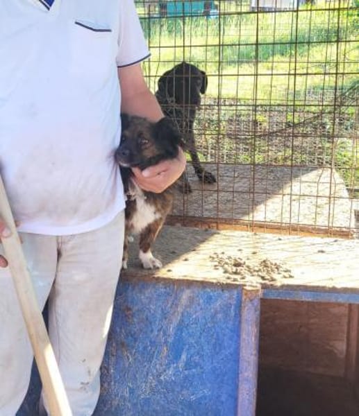 Filou, wunderschöner, freundlicher Rüde