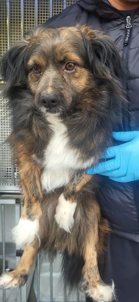 Filou, wunderschöner, freundlicher Rüde