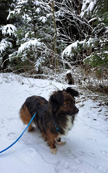 Filou, wunderschöner, freundlicher Rüde
