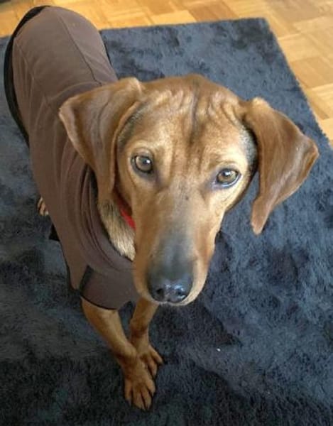 Toller Bracke SNICKER sucht ein Zuhause