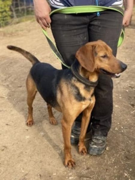 Toller Bracke SNICKER sucht ein Zuhause