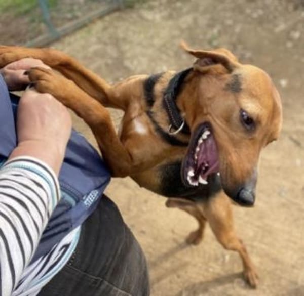 Toller Bracke SNICKER sucht ein Zuhause