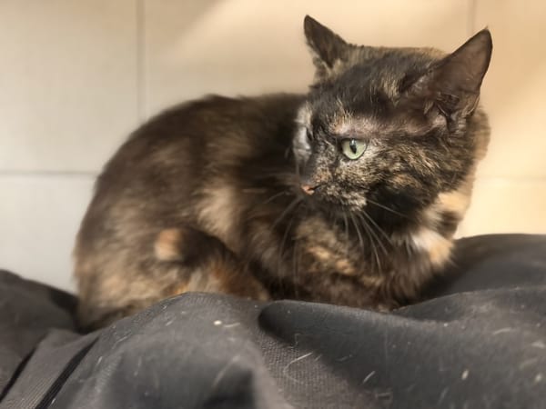 PRALINE (réservée)