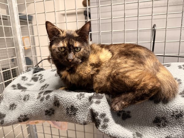 PRALINE (réservée)