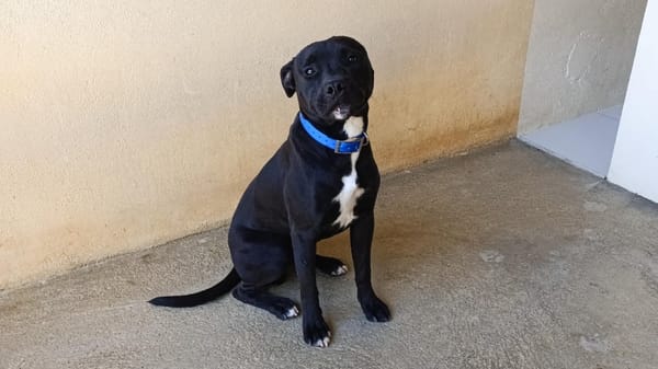 DOUG (en cours d'adoption)