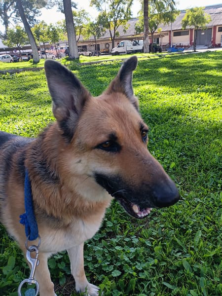 DIANA (union animal)