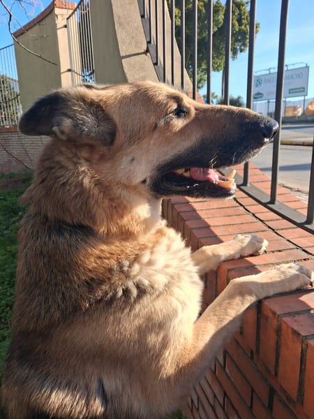 DIANA (union animal)