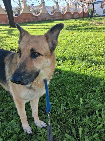 DIANA (union animal)