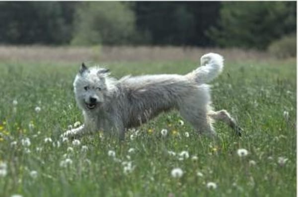 BARNEY sucht SEIN Zuhause!